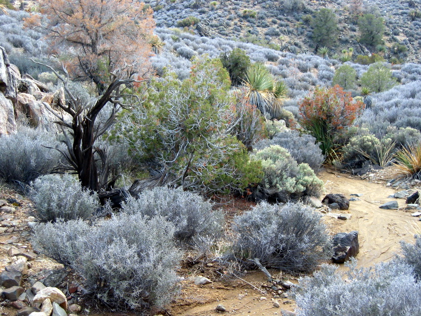 Joshua Tree Natl Park