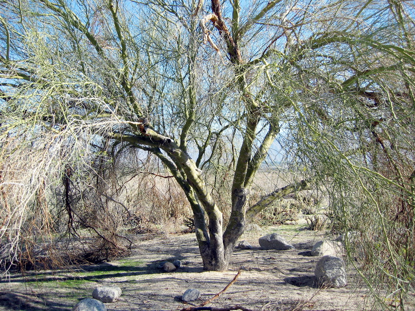 Anza-Borrego Desert