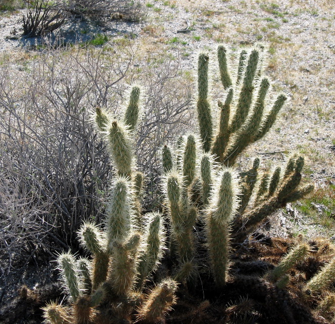 cholla, Anza-Borrego Desert