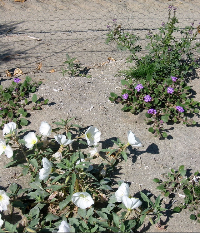 Datura, Anza-Borrego Desert