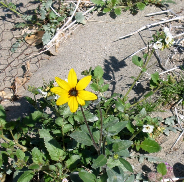 Dune Sunflower, Anza-Borrego Desert