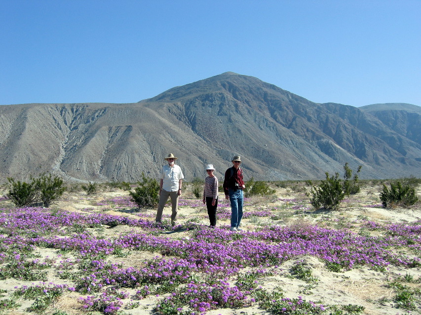 sand verbena, Anza-Borrego Desert