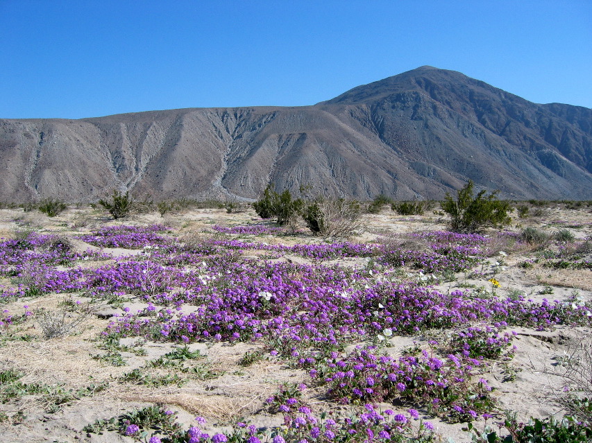 sand verbena, Anza-Borrego Desert