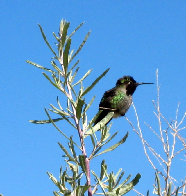 hummingbird, Anza-Borrego Desert