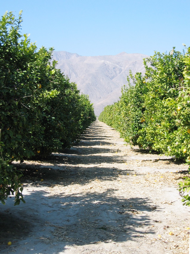 citrus grove bordering the Anza-Borrego Desert