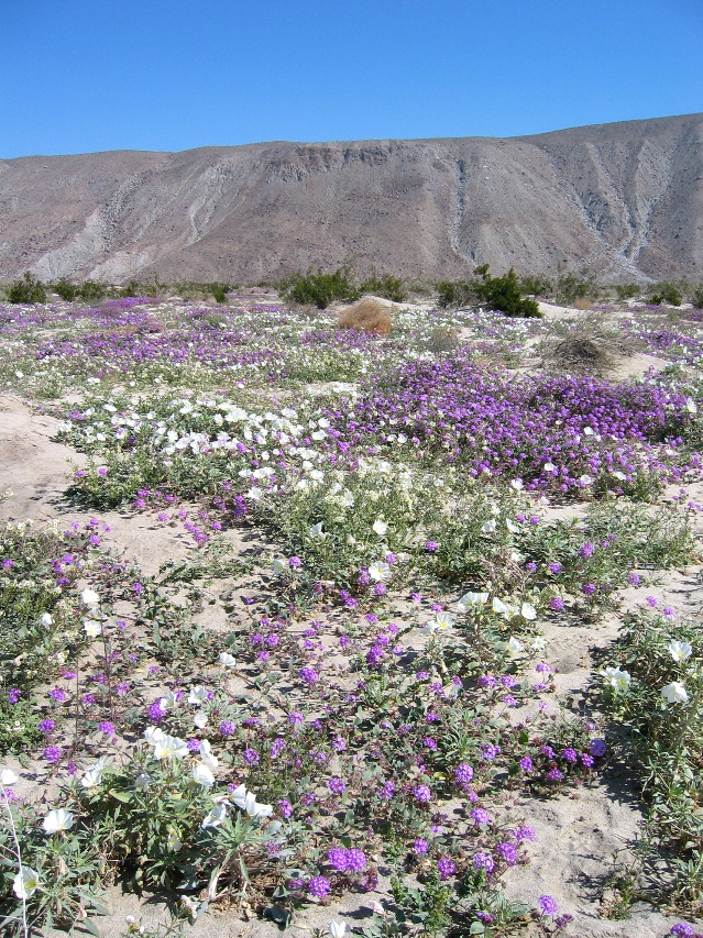 sand verbena and Datura, Anza-Borrego Desert