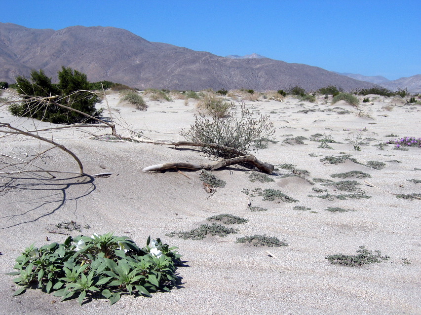 Anza-Borrego Desert