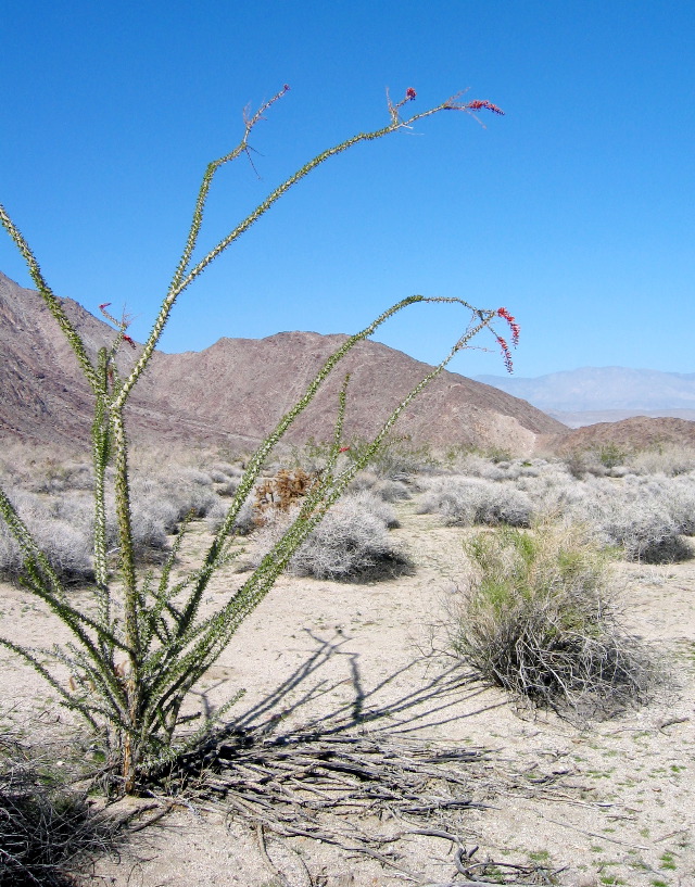 ocotillo, Anza-Borrego Desert