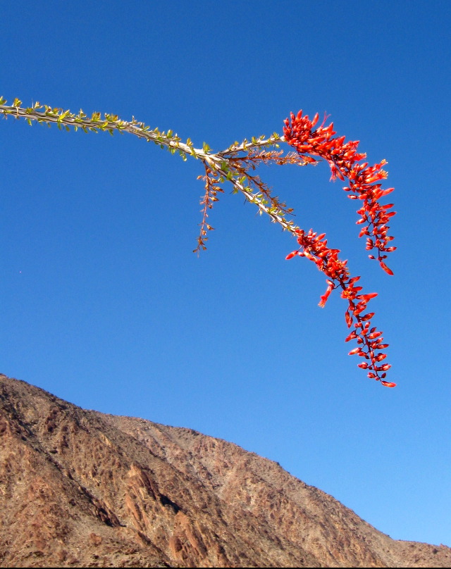 ocotillo, Anza-Borrego Desert