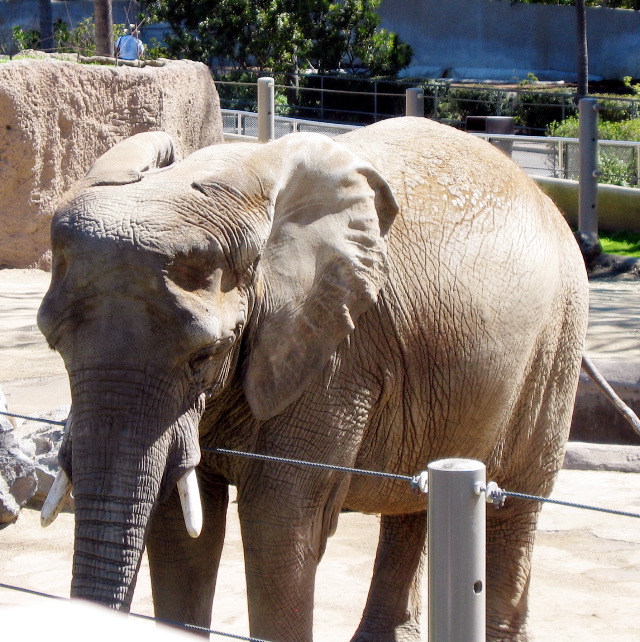 elephant, San Diego Zoo