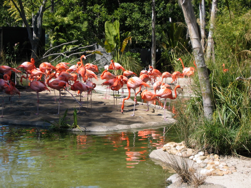 flamingos, San Diego Zoo