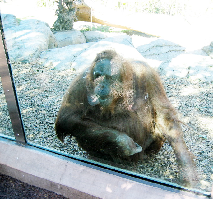 chimp?, San Diego Zoo