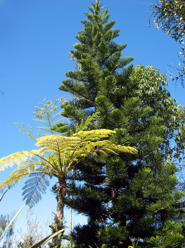 fern tree & Norway pine, San Diego Zoo