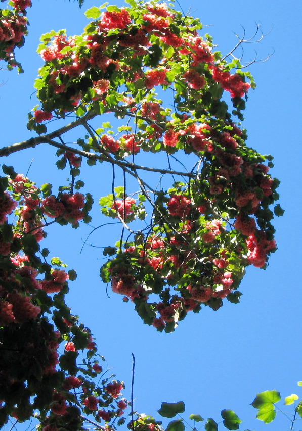 pink hanging blossom tree