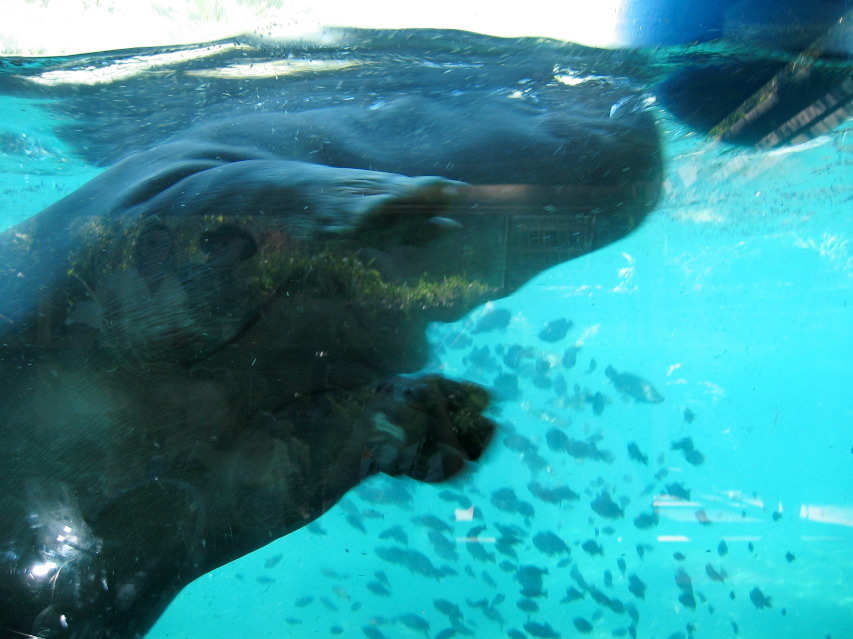 hippo playing with ball