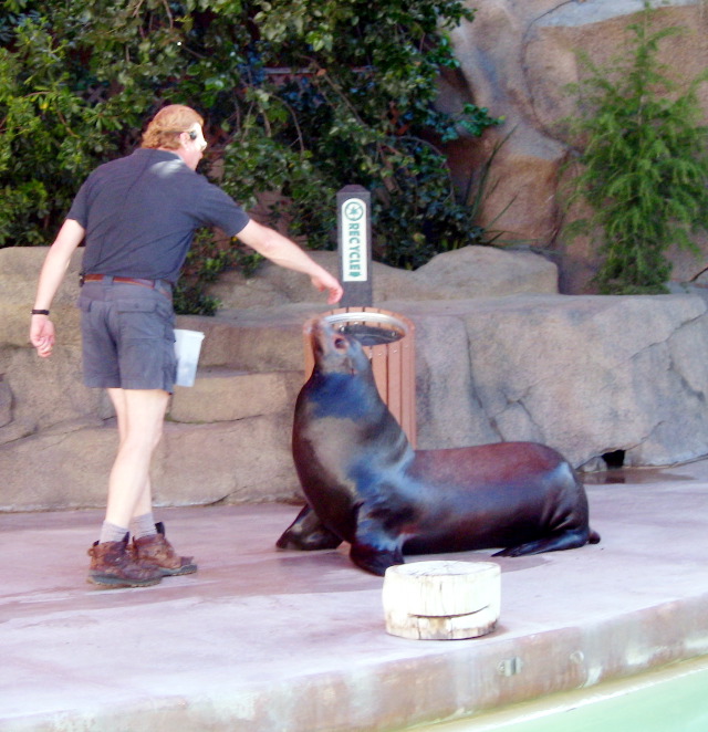 Sea Lion Show