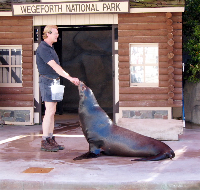 Sea Lion Show