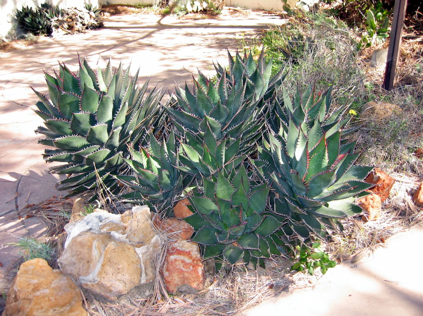 Torrey Pines Park