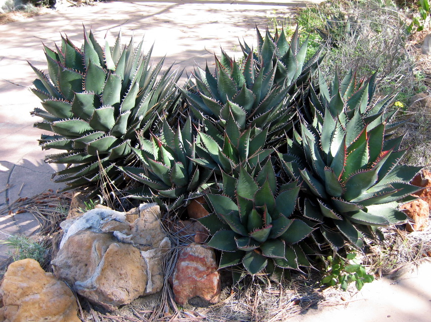 Torrey Pines Park