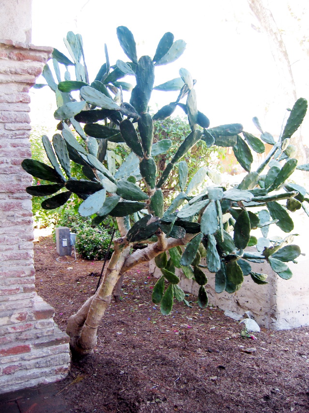 cactus, Capistrano Mission