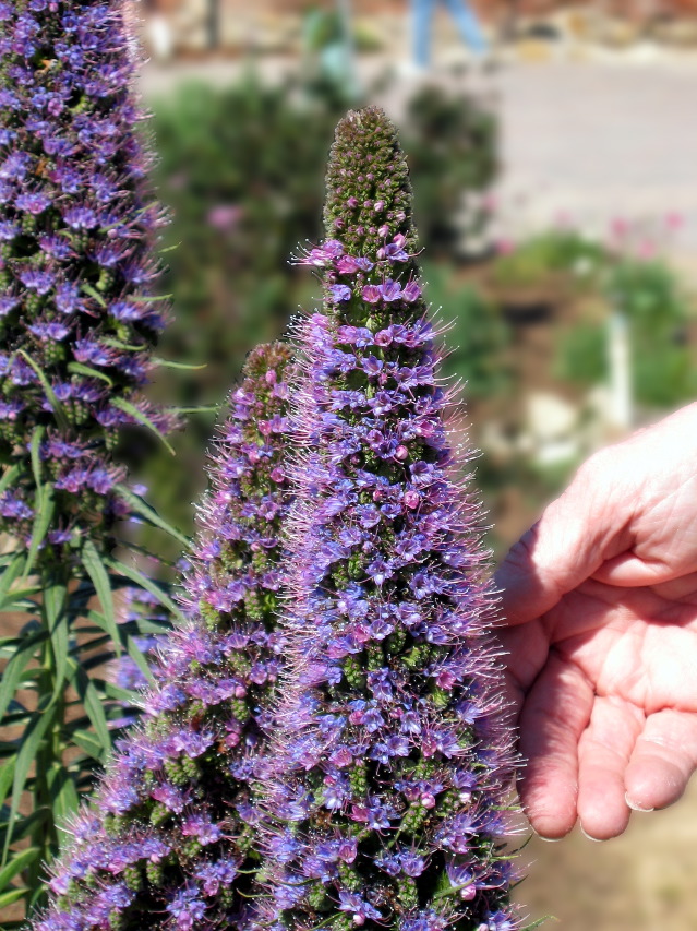 Capistrano Mission flower