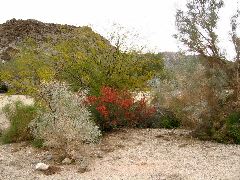 Living Desert Zoo and Plant Ctr, Palm Desert