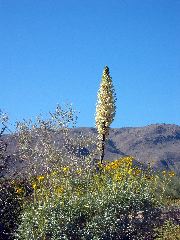 flowering yucca, Anza-Borrego Desert