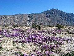 sand verbena, Anza-Borrego Desert